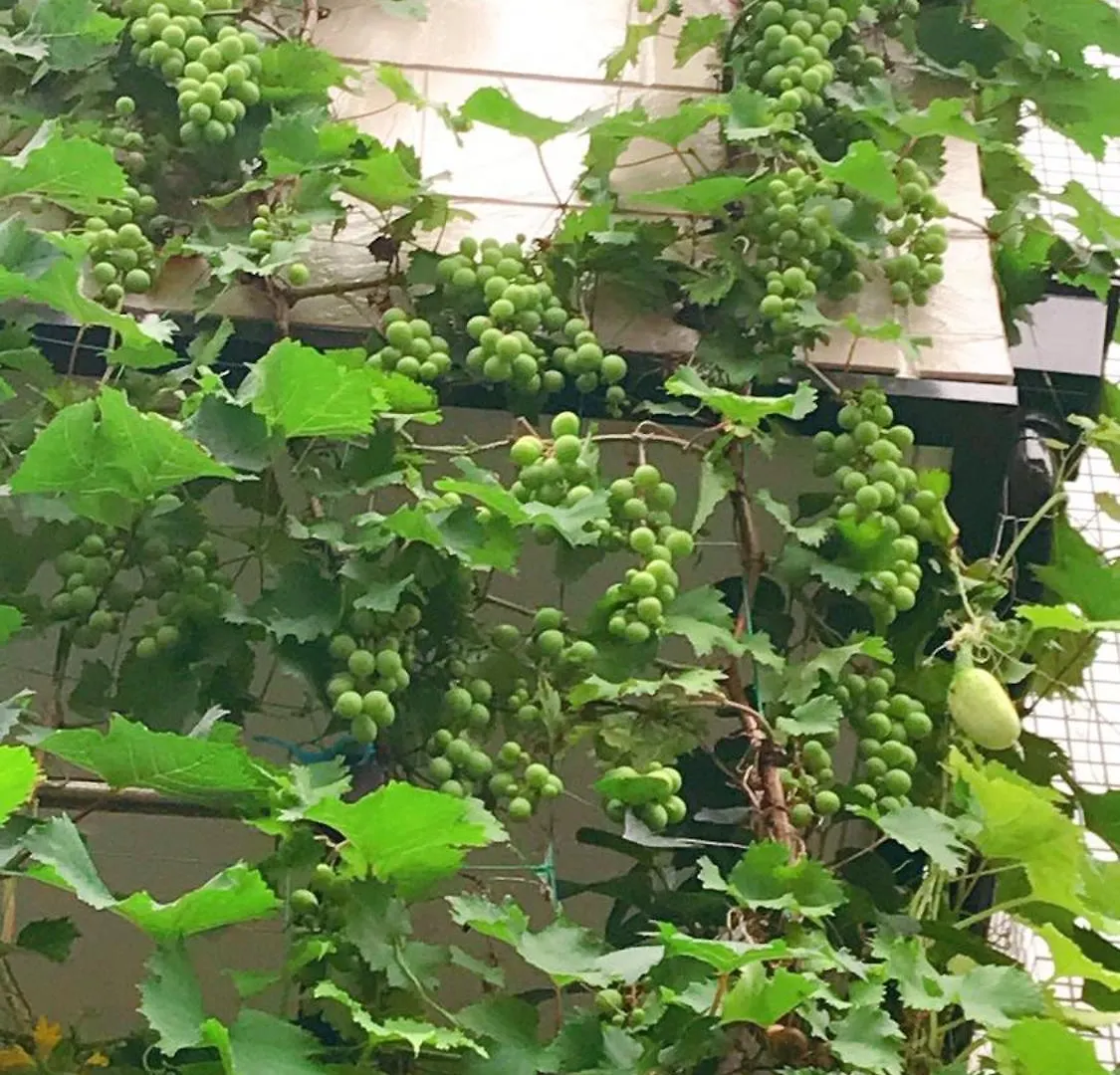 Prázdninový dům 東京吉久花園旅館 Prefektura Tokio